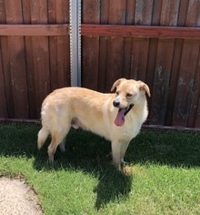 Collie-Labrador Retriever Mix Dogs for adoption in McKinney, TX, USA