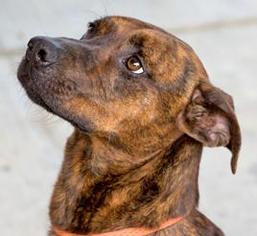 Mountain Cur-Unknown Mix Dogs for adoption in Tiger, GA, USA