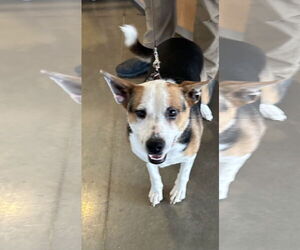 Mutt Dogs for adoption in Pampa, TX, USA