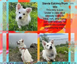 Pomimo Dogs for adoption in Anchorage, AK, USA