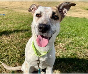 German Shorthaired Pointer-Unknown Mix Dogs for adoption in Las Vegas, NV, USA