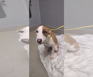 American Pit Bull Terrier-Unknown Mix Dogs for adoption in Las Vegas, NV, USA