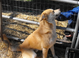 Border Collie-Great Pyrenees Mix Dogs for adoption in Tehachapi, CA, USA