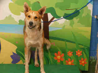 Medium Photo #1 German Shepherd Dog-Unknown Mix Puppy For Sale in Waco, TX, USA