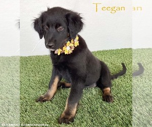 Mutt Dogs for adoption in San Diego, CA, USA