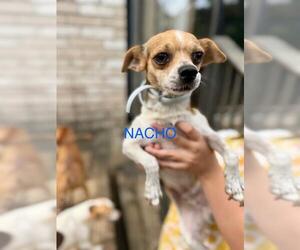 Chihuahua-Unknown Mix Dogs for adoption in San Antonio, TX, USA