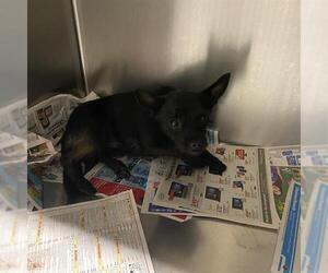 Mutt Dogs for adoption in Modesto, CA, USA