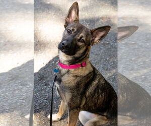 German Shepherd Dog Dogs for adoption in Seattle, WA, USA