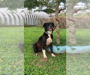Australian Shepherd-Retriever Mix Dogs for adoption in Virginia Beach, VA, USA