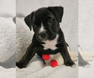 Bulldog Dogs for adoption in St. Louis Park, MN, USA
