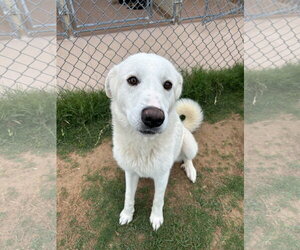 Great Pyrenees-Unknown Mix Dogs for adoption in Croydon, NH, USA