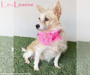 Chihuahua-Unknown Mix Dogs for adoption in San Diego, CA, USA
