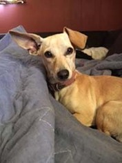 Chiweenie Dogs for adoption in Chantilly, VA, USA