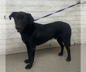 German Shepherd Dog Dogs for adoption in San Bernardino, CA, USA