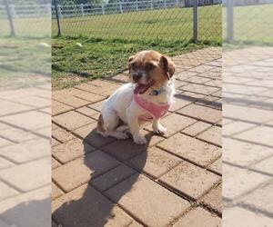 ShiChi Dogs for adoption in Scottsboro, AL, USA