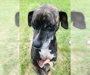 Plott Hound-Unknown Mix Dogs for adoption in Mobile, AL, USA