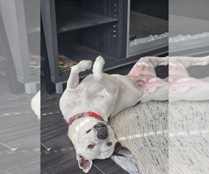 American Pit Bull Terrier-Unknown Mix Dogs for adoption in Germantown, OH, USA