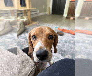 Beagle-Unknown Mix Dogs for adoption in Fort Collins, CO, USA