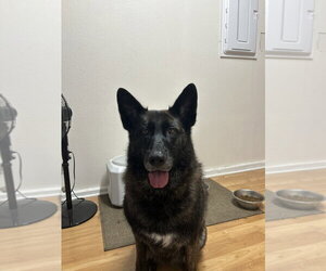 German Shepherd Dog Dogs for adoption in Cupertino, CA, USA
