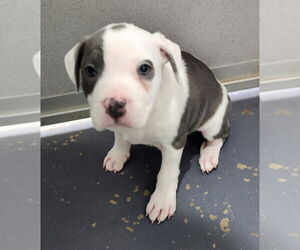 American Bulldog Dogs for adoption in Walnutport, PA, USA