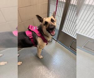 German Shepherd Dog Dogs for adoption in Baytown, TX, USA