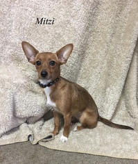 Rat Terrier Dogs for adoption in Chester, IL, USA