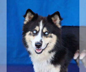 Siberian Husky Dogs for adoption in Pasadena, CA, USA