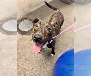 Mutt Dogs for adoption in Woodland, CA, USA
