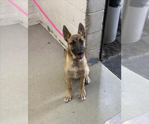 German Shepherd Dog-Unknown Mix Dogs for adoption in San Bernardino, CA, USA