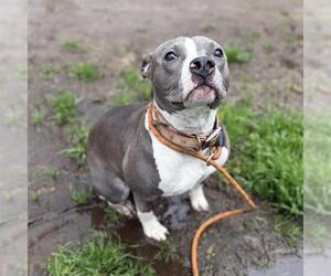 Mutt Dogs for adoption in Modesto, CA, USA