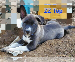 American Pit Bull Terrier-Unknown Mix Dogs for adoption in Fishers, IN, USA