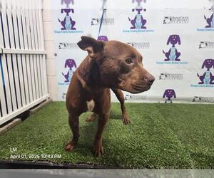 American Pit Bull Terrier-Unknown Mix Dogs for adoption in Orlando, FL, USA