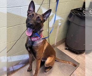 Mutt Dogs for adoption in Grand Prairie, TX, USA