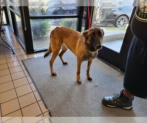 Mutt Dogs for adoption in Burbank, CA, USA