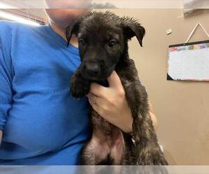 Dutch Shepherd -Unknown Mix Dogs for adoption in Tulsa, OK, USA