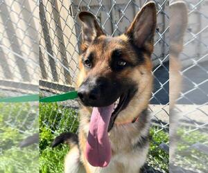 German Shepherd Dog Dogs for adoption in Woodland, CA, USA
