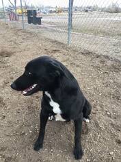 Labrador Retriever-Unknown Mix Dogs for adoption in Chinook, MT, USA