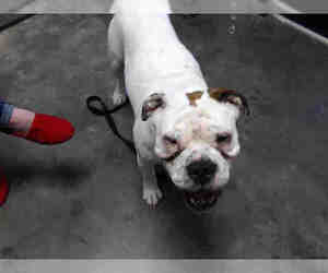 Bulldog Dogs for adoption in Tulsa, OK, USA