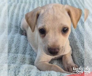 Labrador Retriever-Unknown Mix Dogs for adoption in Washington, DC, USA