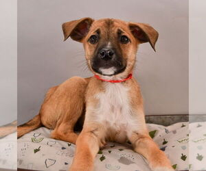 Boxer-Unknown Mix Dogs for adoption in Sheridan, CO, USA