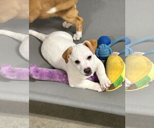 Dachshund-Unknown Mix Dogs for adoption in Walnutport, PA, USA