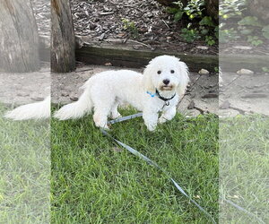 Maltese-Unknown Mix Dogs for adoption in Plainfield, IL, USA