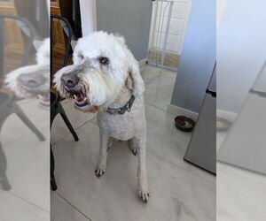 Goldendoodle Dogs for adoption in Ogden, UT, USA