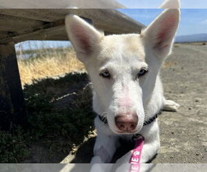 Siberian Husky Dogs for adoption in Redwood City, CA, USA