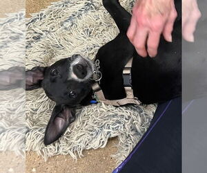 Medium Photo #2 Mutt Puppy For Sale in Lawrenceville, NJ, USA