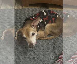 Chihuahua Dogs for adoption in Apple Valley, CA, USA