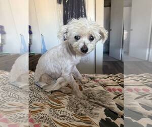 Maltese-Unknown Mix Dogs for adoption in Plainfield, IL, USA
