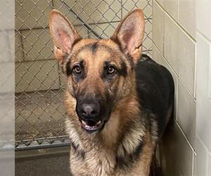 German Shepherd Dog Dogs for adoption in Woodland, CA, USA