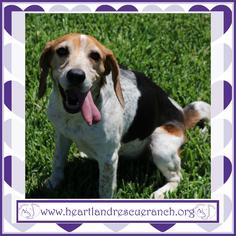 Beagle-Unknown Mix Dogs for adoption in Panama City, FL, USA