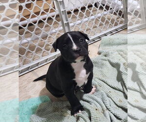 American Boston Bull Terrier Dogs for adoption in Walnutport, PA, USA